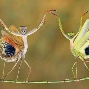 Meet your Posher, Calvin